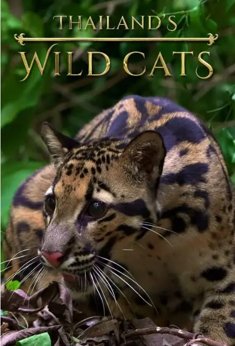 泰国野生猫科：镜头下狂野的眼神，开启一场关于“开挂人生”的奇幻异世界之旅！