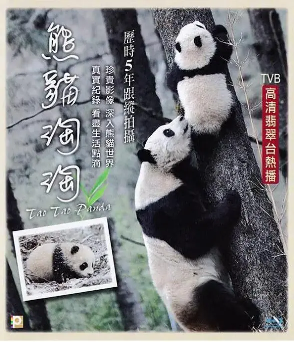 《熊猫淘淘》：萌化你的心！这部中国制造的动画片，堪比《征服者》般的史诗！